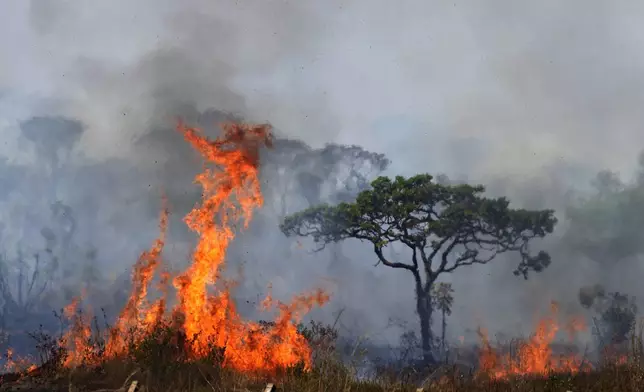 Fire spreads in the environmentally protected area of Brasilia National Park during the dry season in Brasilia, Brazil, Monday, Sept. 16, 2024. The head of the agency that manages protected areas, Mauro Pires, told the local press that the fire is man-made and appears to have started near the edge of the presidency's official countryside residence. (AP Photo/Eraldo Peres)