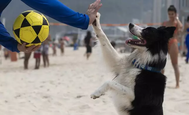 The border collie named Floki high-fives his coach Gustavo Rodrigues as they prepare to play footvolley, a combination of soccer and volleyball, on Leblon beach in Rio de Janeiro, Sunday, Sept. 8, 2024. (AP Photo/Bruna Prado)