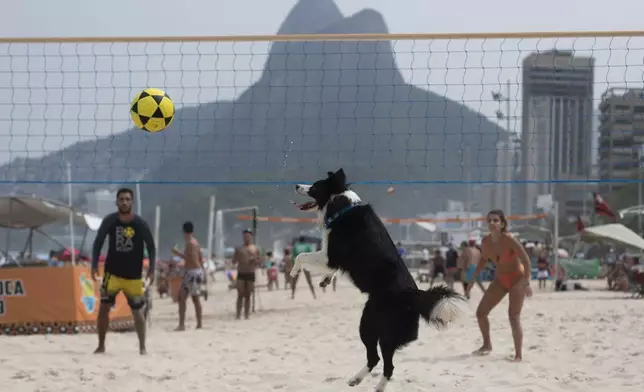 The border collie named Floki plays footvolley, a combination of soccer and volleyball, on Leblon beach in Rio de Janeiro, Sunday, Sept. 8, 2024. (AP Photo/Bruna Prado)