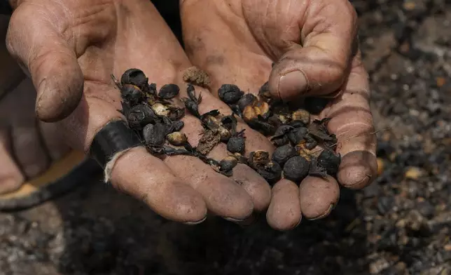 Coffee producer Joao Rodrigues Martins holds a handful of damaged coffee beans during an inspection of his plantation consumed by wildfires in a rural area of Caconde, Sao Paulo state, Brazil, Wednesday, Sept. 18, 2024. (AP Photo/Andre Penner)