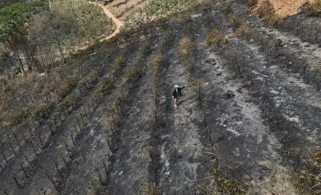 Coffee producer Joao Rodrigues Martins inspects his plantation consumed by wildfires in a rural area of Caconde, Sao Paulo state, Brazil, Wednesday, Sept. 18, 2024. (AP Photo/Andre Penner)