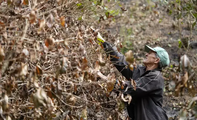 Coffee producer Joao Rodrigues Martins inspects his plantation consumed by wildfires in a rural area of Caconde, Sao Paulo state, Brazil, Wednesday, Sept. 18, 2024. (AP Photo/Andre Penner)