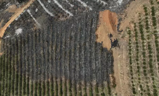 An aerial view of a coffee plantation consumed by wildfires in a rural area of Caconde, Sao Paulo state, Brazil, Wednesday, Sept. 18, 2024. (AP Photo/Andre Penner)