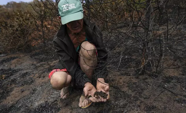 Coffee producer Joao Rodrigues Martins holds a handful of damaged coffee beans during an inspection of his plantation consumed by wildfires in a rural area of Caconde, Sao Paulo state, Brazil, Wednesday, Sept. 18, 2024. (AP Photo/Andre Penner)