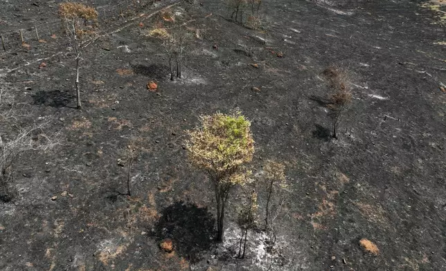 An aerial view of a coffee plantation consumed by wildfires in a rural area of Caconde, Sao Paulo state, Brazil, Wednesday, Sept. 18, 2024. (AP Photo/Andre Penner)