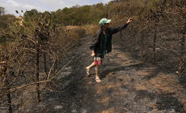 Coffee producer Joao Rodrigues Martins inspects his plantation consumed by wildfires in a rural area of Caconde, Sao Paulo state, Brazil, Wednesday, Sept. 18, 2024. (AP Photo/Andre Penner)