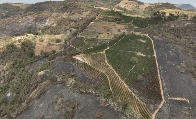 An aerial view of a coffee plantation consumed by wildfires in a rural area of Caconde, Sao Paulo state, Brazil, Wednesday, Sept. 18, 2024. (AP Photo/Andre Penner)