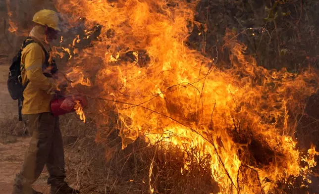 A firefighter works to put out fires in the Brasilia National Forest, Brazil, in the middle of the dry season, Tuesday, Sept. 3, 2024. (AP Photo/Eraldo Peres)