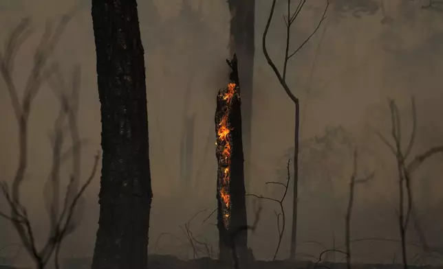 A tree burns as fires spread through the Brasilia National Forest, Brazil, in the middle of the dry season, Tuesday, Sept. 3, 2024. (AP Photo/Eraldo Peres)