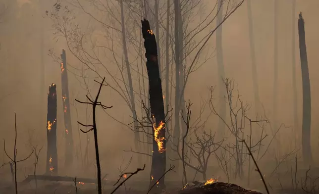 Trees burn as fires spread through the Brasilia National Forest, Brazil, in the middle of the dry season, Tuesday, Sept. 3, 2024. (AP Photo/Eraldo Peres)