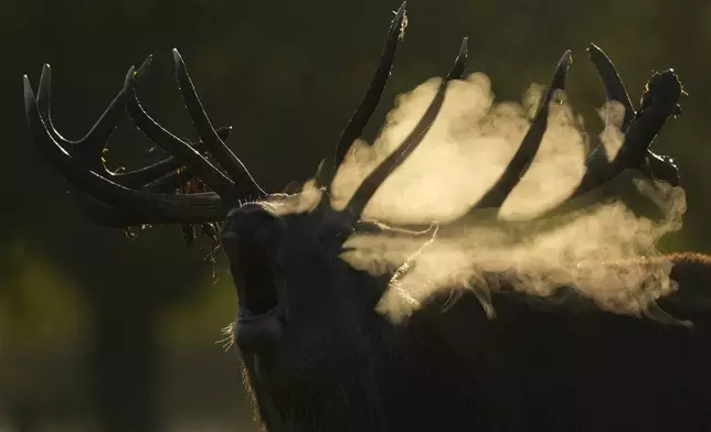 A Stag in rut bellows in early morning mist Bushy Park southwest London, Saturday, Sept. 28, 2024. (AP Photo/Alastair Grant)