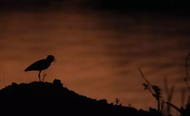 CORRECTS THE CITY - A bird walks along the shores of Serra da Mesa lake as fires spread through the environmental protection area of Pouso Alto, in Chapada dos Veadeiros National Park, during dry season, in Colinas do Sul, Goias state, Brazil, Monday, Sept. 9, 2024. (AP Photo/Eraldo Peres)