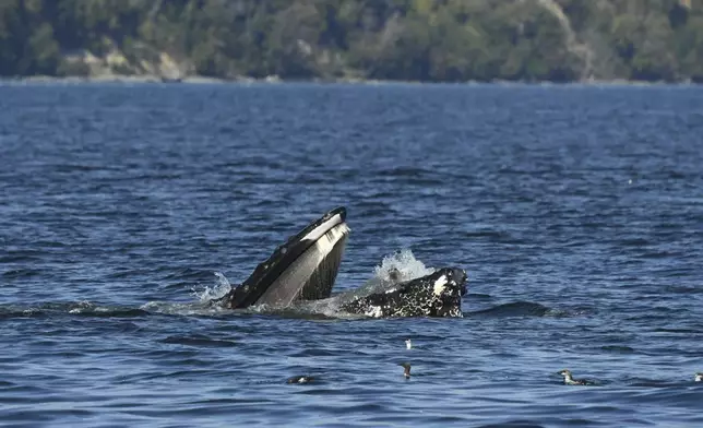 CORRECTS SPELLING OF SOURCE - This photo provided by Blue Kingdom Whale and Wildlife Tours shows a seal in the mouth of a humpback whale on Thursday, Sept. 12, 2024, in the waters off of Anacortes, Wash. (Brooke Casanova/Blue Kingdom Whale and Wildlife Tours via AP)