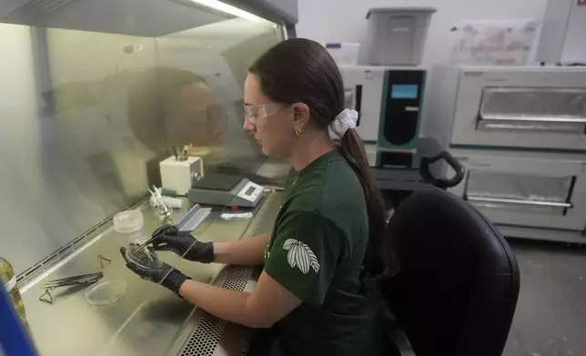 California Cultured lab technician Aubrey McKeand works on cell cultures in the company's lab in West Sacramento, Calif., Wednesday, Aug. 28, 2024. (AP Photo/Jeff Chiu)