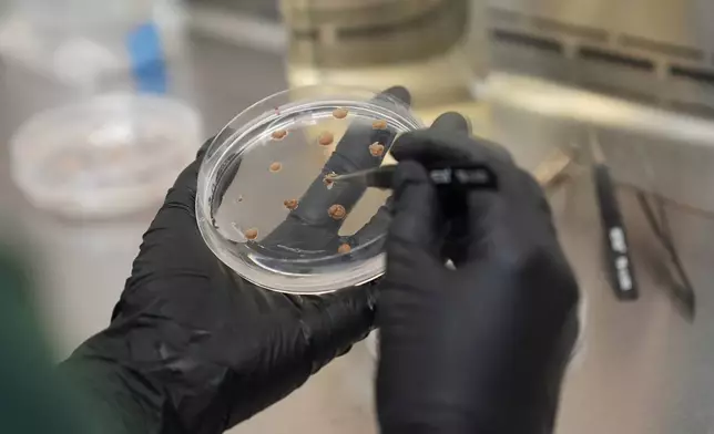 California Cultured lab technician Aubrey McKeand works on cell cultures in the company's lab in West Sacramento, Calif., Wednesday, Aug. 28, 2024. (AP Photo/Jeff Chiu)