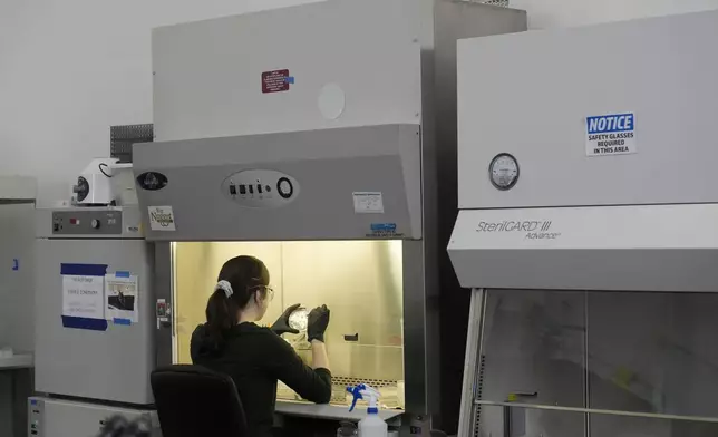 California Cultured's Erika Cavanaugh collects biological materials from cell lines for experimentation and production at the company's lab in West Sacramento, Calif., Wednesday, Aug. 28, 2024. (AP Photo/Jeff Chiu)