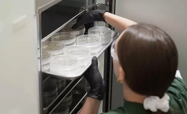 California Cultured lab technician Aubrey McKeand works on cell cultures in the company's lab in West Sacramento, Calif., Wednesday, Aug. 28, 2024. (AP Photo/Jeff Chiu)