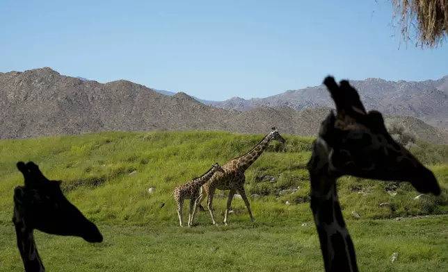 Giraffes roam their enclosure at the Living Desert Zoo and Gardens in Palm Desert, Calif., Thursday, Sept. 19, 2024. (AP Photo/Jae C. Hong)