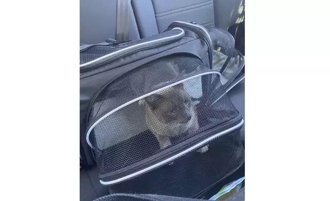 This photograph provided by Susanne Anguiano shows her cat Rayne Beauin a carrier after he was reunited with his family in Roseville, Calif., Aug. 4, 2024. During a road trip to Yellowstone National Park, Rayne Beau ran away from Anguiano's camper and his owners were unable to find him. Two months and nearly 900 miles later, the cat was found back in California and was reunited with his family. (Susanne Anguiano via AP)