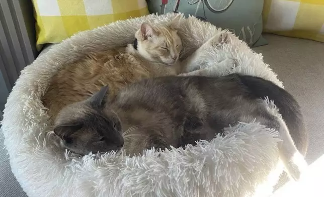 This photograph provided by Susanne Anguiano shows her cats Rayne Beau and Starr Jasmyn snuggling in Salinas, Calif., Sept. 10, 2024. During a road trip to Yellowstone National Park in June, Rayne Beau ran away from Anguiano's camper and his owners were unable to find him. Two months and nearly 900 miles later, the cat was found back in California and was reunited with his family. (Susanne Anguiano via AP)