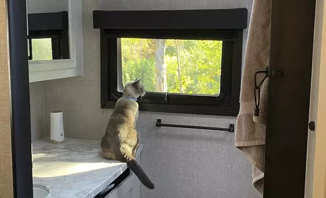 This photograph provided by Susanne Anguiano shows her cat Rayne Beau looking out the window of a camper in July 2023. During a road trip to Yellowstone National Park in June, 2024, Rayne Beau ran away from Anguiano's camper and his owners were unable to find him. Two months and nearly 900 miles later, the cat was found back in California and was reunited with his family. (Susanne Anguiano via AP)