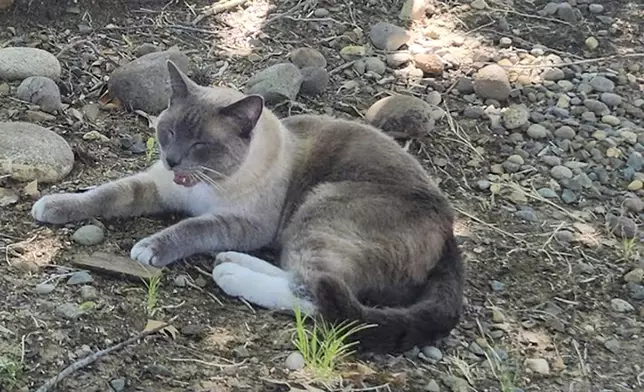 In this photograph provided by Alexandra Betts, the cat, Rayne Beau, is seen eating food provide by Betts in Roseville, Calif., in Aug. 2024. During a road trip to Yellowstone National Park in June, Rayne Beau ran away from his California owners' camper and ran into the woods. Two months and nearly 900 miles later, the cat was found by Betts back in California and was later reunited with his family. (Alexandra Betts via AP)