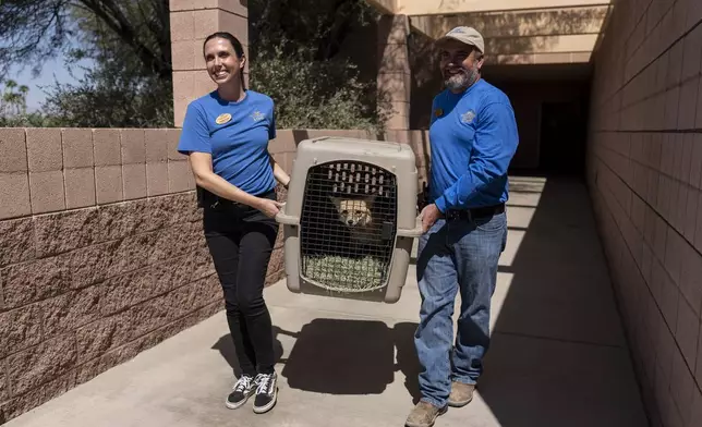 Animal care curator Heather Down, left, and Mike Barnes, director of animal care and health, share a light moment while transporting a fox, evacuated from the Big Bear Alpine Zoo due to the Line Fire, back to the zoo from the Living Desert Zoo and Gardens in Palm Desert, Calif., Thursday, Sept. 19, 2024. (AP Photo/Jae C. Hong)