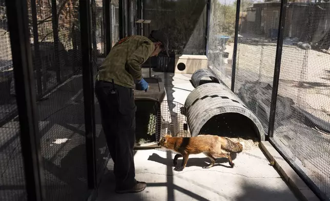 Alex Palmer, an animal keeper from the Big Bear Alpine Zoo, trains Piper, a red fox evacuated due to the Line Fire, to get comfortable with a crate before transporting her from the Living Desert Zoo and Gardens in Palm Desert, Calif., Thursday, Sept. 19, 2024. (AP Photo/Jae C. Hong)