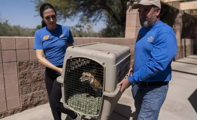 Animal care curator Heather Down, left, and Mike Barnes, director of animal care and health, transport a fox, evacuated from the Big Bear Alpine Zoo due to the Line Fire, back to the zoo from the Living Desert Zoo and Gardens in Palm Desert, Calif., Thursday, Sept. 19, 2024. (AP Photo/Jae C. Hong)