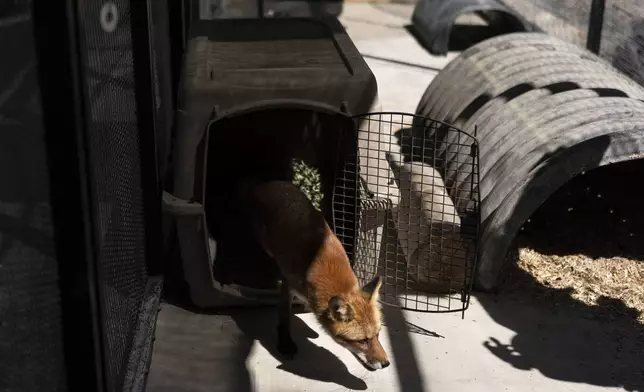 Piper, a red fox evacuated from the Big Bear Alpine Zoo due to the Line Fire, walks out of a crate during training to become comfortable with it before being transported back to the zoo from the Living Desert Zoo and Gardens in Palm Desert, Calif., Thursday, Sept. 19, 2024. (AP Photo/Jae C. Hong)