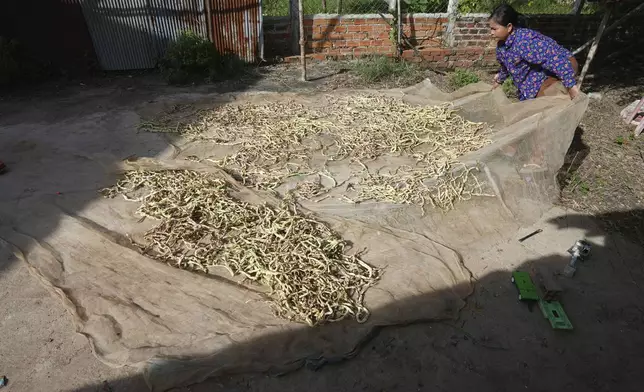 Norng La, a villager who lives along the Funan Techo Canal dries her long beans at her home at Prek Takeo village, eastern Phnom Penh, Cambodia, Tuesday, July 30, 2024. (AP Photo/Heng Sinith)