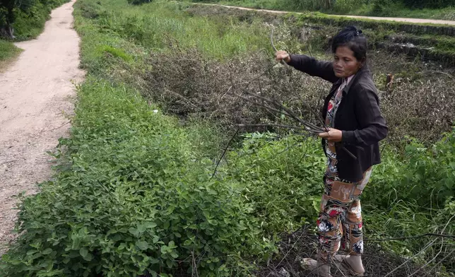 Sok Koeun, a villager who lives along the Funan Techo Canal, collects firewood for cooking at her home at Prek Takeo village, eastern Phnom Penh, Cambodia, Tuesday, July 30, 2024. (AP Photo/Heng Sinith)