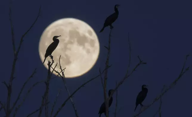 In this photo released by Xinhua News Agency, cormorants are silhouetted against the full moon during the Mid-Autumn Festival in Qiqihar, northeast China's Heilongjiang Province, Tuesday, Sept. 17, 2024. (Wang Yonggang/Xinhua via AP)