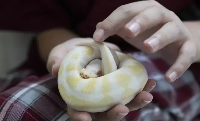 Rodney Feng plays with his pet, an albino ball python called Banana, in Chiang Mai province, Thailand, Tuesday, April 23, 2024. (AP Photo/Sakchai Lalit)