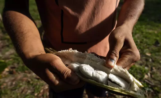 Reforestation worker Leonilson Silva shows Inga fruits harvested from a tree at Marechal Thaumaturgo, in Acre state, Brazil, Wednesday, June 26, 2024. (AP Photo/Jorge Saenz)