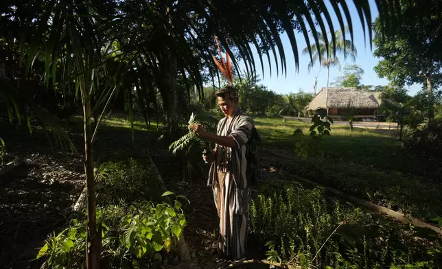 Ashaninka Indigenous youth Tayriykari inspects cedar baby trees for reforestation in the Apiwtxa village, Acre state, Brazil, Monday, June 24, 2024. (AP Photo/Jorge Saenz)