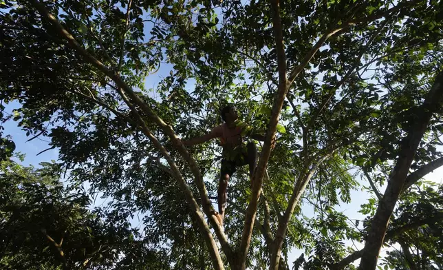 Reforestation worker Leonilson Silva harvests Inga fruits from a tree at Marechal Thaumaturgo, in Acre state, Brazil, Wednesday, June 26, 2024. (AP Photo/Jorge Saenz)