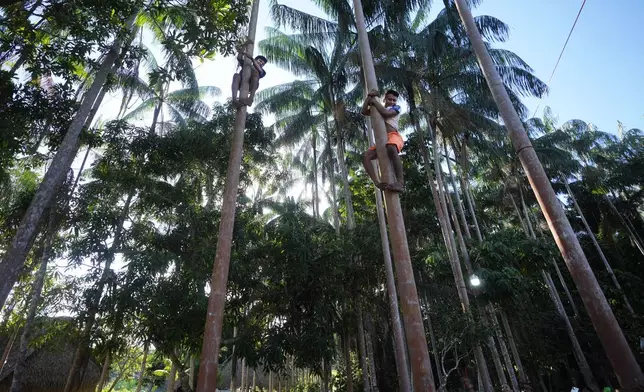 Ashaninka Indigenous youths from Brazil and Peru compete by racing up the trunk of an acai tree during the annual celebration recognizing the Ashaninka territory in the Apiwtxa village, Acre state, Brazil, Sunday, June 23, 2024. (AP Photo/Jorge Saenz)