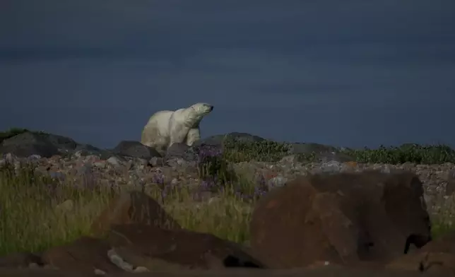 A polar bear walks along rocks, Tuesday, Aug. 6, 2024, near Churchill, Manitoba. (AP Photo/Joshua A. Bickel)