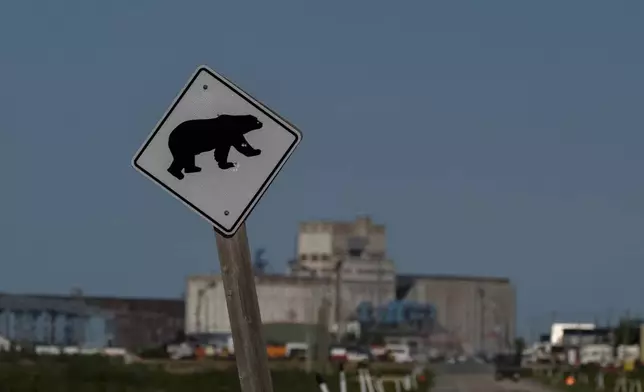 A sign alerts drivers to potential polar bears, Wednesday, Aug. 7, 2024, in Churchill, Manitoba. (AP Photo/Joshua A. Bickel)