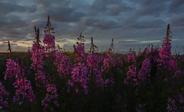 Fireweed grows near the Hudson Bay, Sunday, Aug. 4, 2024, in Churchill, Manitoba. (AP Photo/Joshua A. Bickel)