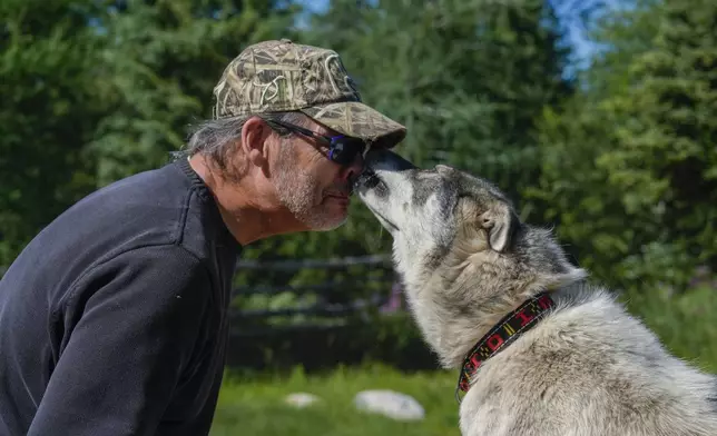 Dave Daley, a member of the Metis Nation, greets one of his dogs, Thursday, Aug. 8, 2024, at his home in Churchill, Manitoba. (AP Photo/Joshua A. Bickel)