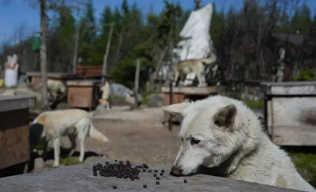 A dog, one of Dave Daley, a member of the Metis Nation, eats, Thursday, Aug. 8, 2024, in Churchill, Manitoba. (AP Photo/Joshua A. Bickel)