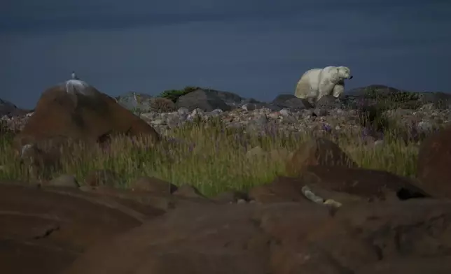 A polar bear walks along rocks, Tuesday, Aug. 6, 2024, near Churchill, Manitoba. (AP Photo/Joshua A. Bickel)