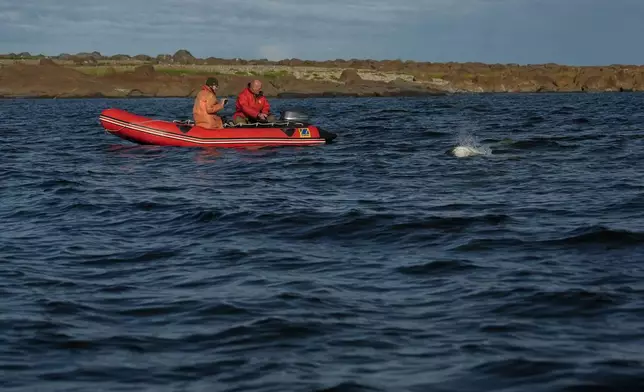 People watch as a beluga whale surfaces near their boat, Sunday, Aug. 4, 2024, near Churchill, Manitoba. (AP Photo/Joshua A. Bickel)