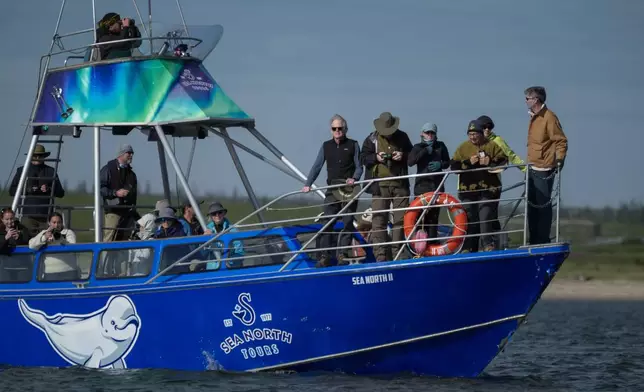 Tourists observe beluga whales in the Churchill River, Sunday, Aug. 4, 2024, near Churchill, Manitoba. (AP Photo/Joshua A. Bickel)