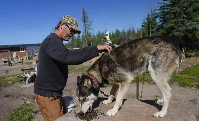 Dave Daley, a member of the Metis Nation, pets one of his sled dogs after a feeding, Thursday, Aug. 8, 2024, at his home in Churchill, Manitoba. (AP Photo/Joshua A. Bickel)