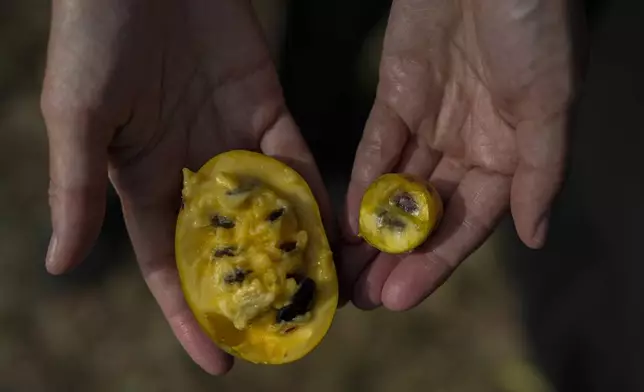 Valerie Libbey holds a normal-sized pawpaw, left, next to a drought-affected pawpaw from her farm, Wednesday, Sept. 18, 2024, in Washington Court House, Ohio. (AP Photo/Joshua A. Bickel)