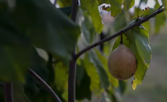 A pawpaw fruit grows on a tree, Wednesday, Sept. 18, 2024, at a farm in Washington Court House, Ohio. (AP Photo/Joshua A. Bickel)