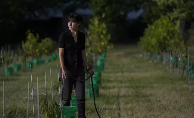 Valerie Libbey fills up a bucket with water while irrigating her pawpaw trees, Wednesday, Sept. 18, 2024, at her farm in Washington Court House, Ohio. (AP Photo/Joshua A. Bickel)